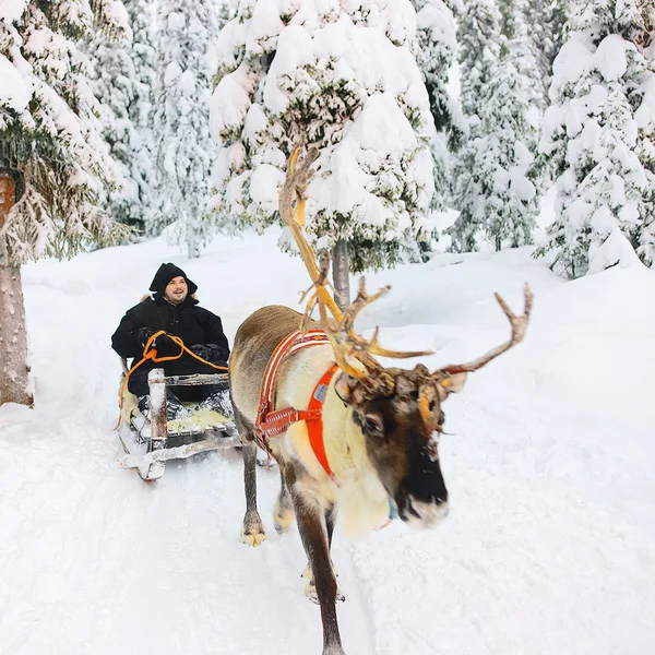 Paseo Trineo Renos Bosque Nieve Invierno Granja Finlandesa Saami Rovaniemi —  Fotos de Stock