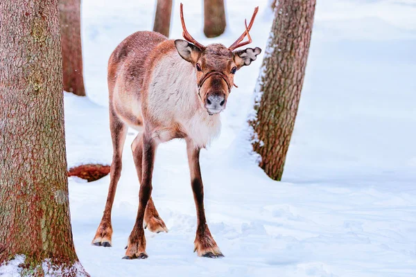 Renos Bosque Nieve Invierno Finlandesa Saami Farm Rovaniemi Finlandia Laponia — Foto de Stock