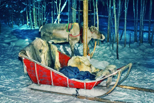 Reindeer Sleigh Ride in Night Winter Snow Forest at Finnish Saami Farm in Rovaniemi, Finland, Lapland at Christmas. At the North Arctic Pole.