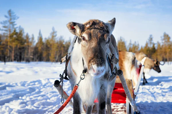 驯鹿雪橇骑在冬季雪森林在芬兰萨米农场 在罗瓦涅米 拉普兰在圣诞节 在北极北极 — 图库照片