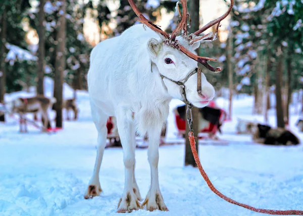 Rénszarvas Téli Snow Forest Finn Saami Farm Rovaniemi Finnország Lapland — Stock Fotó