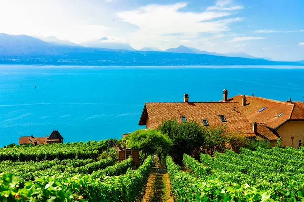 Lavaux Svizzera Agosto 2016 Chalet Svizzeri Vicino Vineyard Terrace Sentiero — Foto Stock