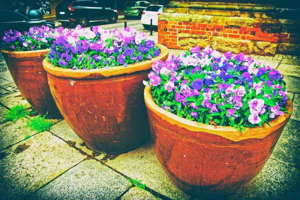 ヴロツワフ ポーランドの通りに花壇にビオラ三色花 — ストック写真