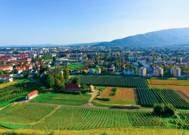 Üzüm bağları ile Maribor Cityscape, Aşağı Styria, Slovenya