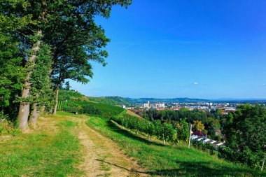 Slovenya'da Maribor, Aşağı Steieral Tepe ve şehir manzarası ndaki Üzüm Bağları Yolu