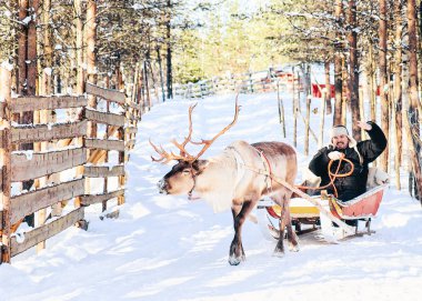 Kışın Laponya'da Finlandiya'da Reindeer kızağı sürme adam.