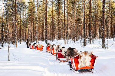 Kışın Laponya'da Finlandiya'da geyik kızağı.
