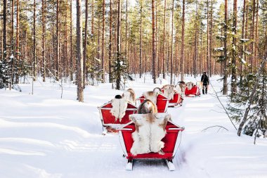 Kışın Laponya'da Finlandiya'da reindeer kızağı.