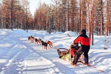 Rovaniemi, Finlandiya - 5 Mart 2017: Finlandiya'da kışın Laponya'da Husky köpek kızağında ki kadın.