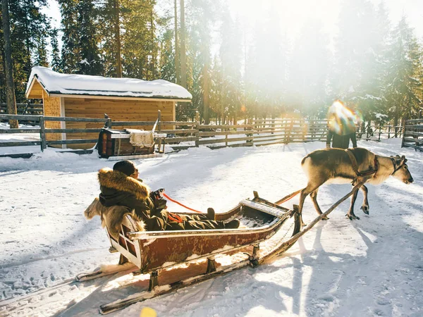 Woman Reindeer Sledding Finland Lapland Winter — Stock Photo, Image