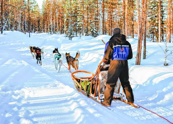 Rovaniemi Finland Maart 2017 Man Husky Hondenslee Finland Lapland Winter — Stockfoto