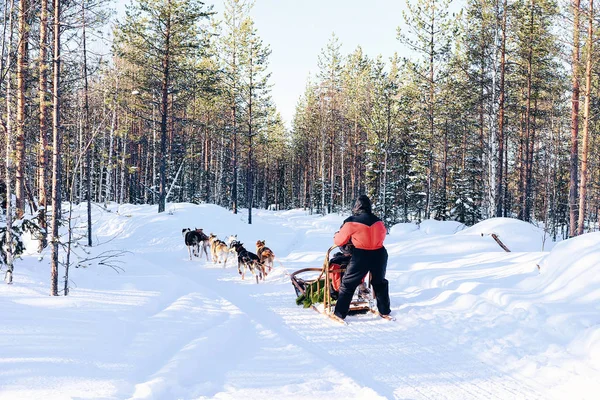 Man Riding Husky Dog Sled Finland Lapland Winter — Stock Photo, Image