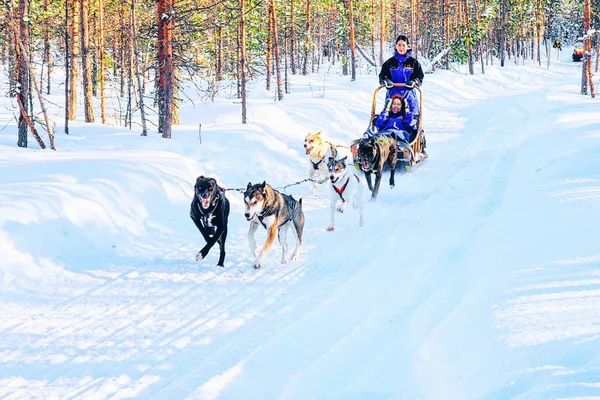 Rovaniemi, Finlandiya - 5 Mart 2017: Kışın Finlandiya'da Laponya'da Husky köpek kızağı ailesi.
