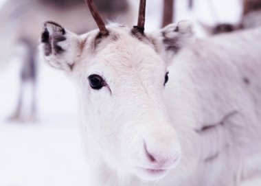 Rovaniemi, Lapland, Kuzey Finlandiya 'daki küçük boynuzlu genç ren geyiği kış çiftliğinde