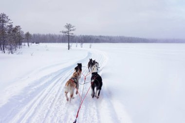 Husky köpekler kış ormanlarında kızak, Finlandiya Lapland