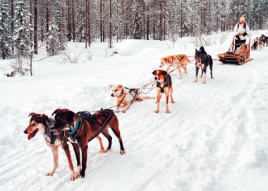 Kış ayında Laponya 'da Husky köpek kızağında bir kadın..
