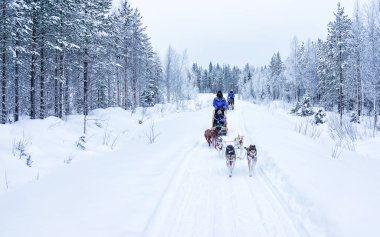 Rovaniemi, Finlandiya - 3 Mart 2017: Finlandiya'da kışın Laponya'da Husky köpek kızağı süren aile.