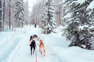 Husky köpek kışın Lapland Finlandiya'da kızak.