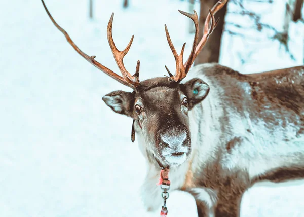Reindeer Snow Winter Forest Fińskiej Farmie Saami Rovaniemi Finlandia Laponia — Zdjęcie stockowe