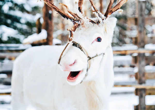 White Reindeer Finland Lapland Winter — 스톡 사진