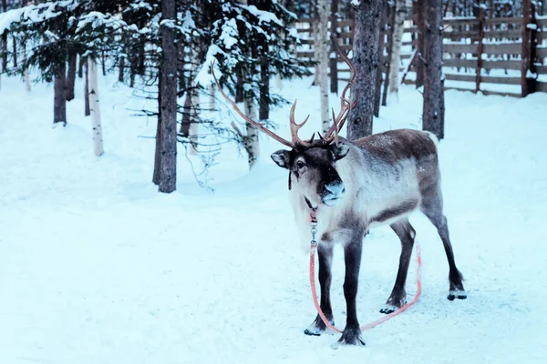 Renifer Uprzęży Śnieżnie Zimowej Farmie Rovaniemi Laponii Północna Finlandia — Zdjęcie stockowe