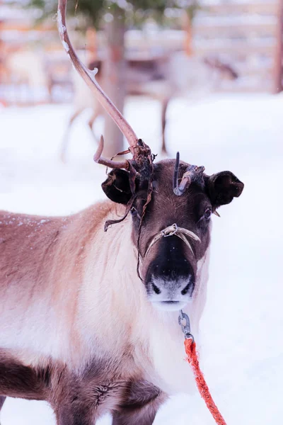 Олени Одним Рогом Упряжке Зимней Ферме Рованиеми Лапландия Северная Финляндия — стоковое фото
