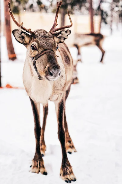 Reno Marrón Finlandia Laponia Invierno —  Fotos de Stock