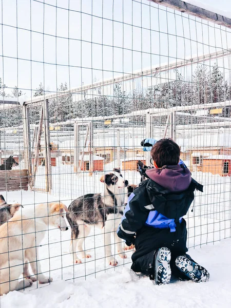 冬にフィンランドのラップランドでハスキー犬の子犬と遊ぶ子供 — ストック写真