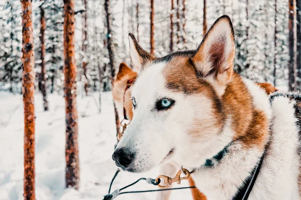 Husky Dog Sled Finland Lapland Winter — Stock Photo, Image