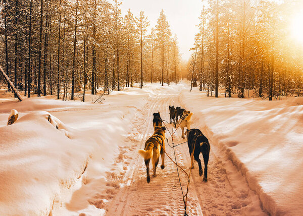 Husky dogs sled in Finland in Lapland at winter.