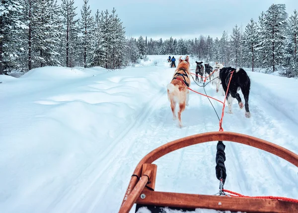 Husky Hondenslee Finland Lapland Winter — Stockfoto