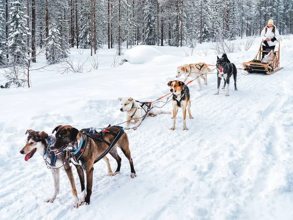 Niña Husky Trineo Perro Finlandia Laponia Invierno — Foto de Stock