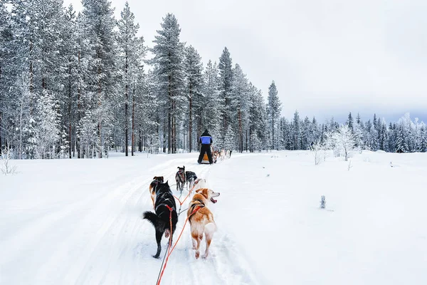 Man Husky Dog Sled Finland Lapland Winter — Stok Foto