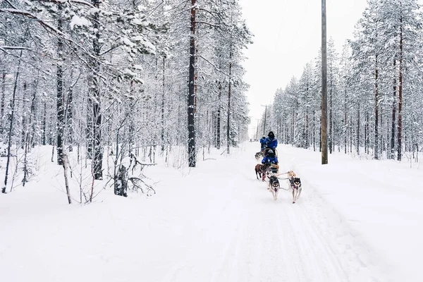 Kışın Laponya Finlandiya Husky Köpek Kızağı Insanlar — Stok fotoğraf