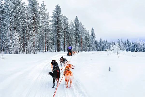 ロヴァニエミ フィンランド 2017 冬にラップランドでフィンランドでハスキー犬のそりに人々 — ストック写真