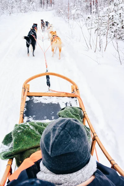 Hombre Montando Husky Trineo Perro Finlandia Laponia Invierno —  Fotos de Stock