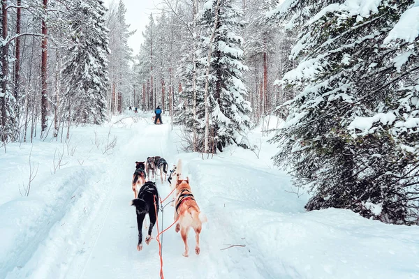 Husky Köpek Kışın Lapland Finlandiya Kızak — Stok fotoğraf