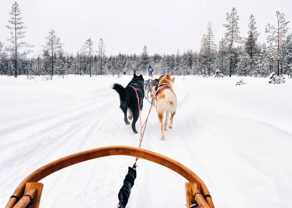 Huskyho Psi Finsku Laponsku Zimě — Stock fotografie