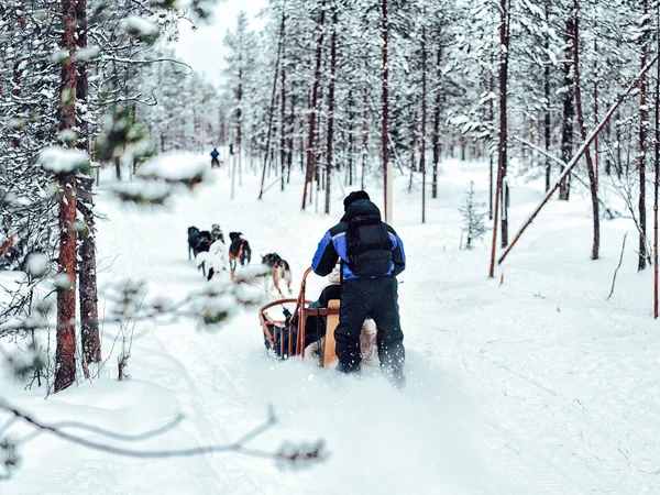 Οικογένεια Ιππασία Χάσκυ Σκύλος Έλκηθρο Στη Φινλανδία Στη Λαπωνία Χειμώνα — Φωτογραφία Αρχείου