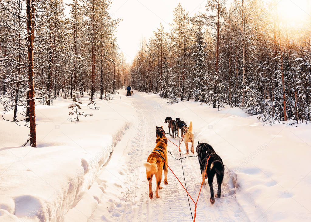 Husky dog sled of Finland in Lapland in winter.