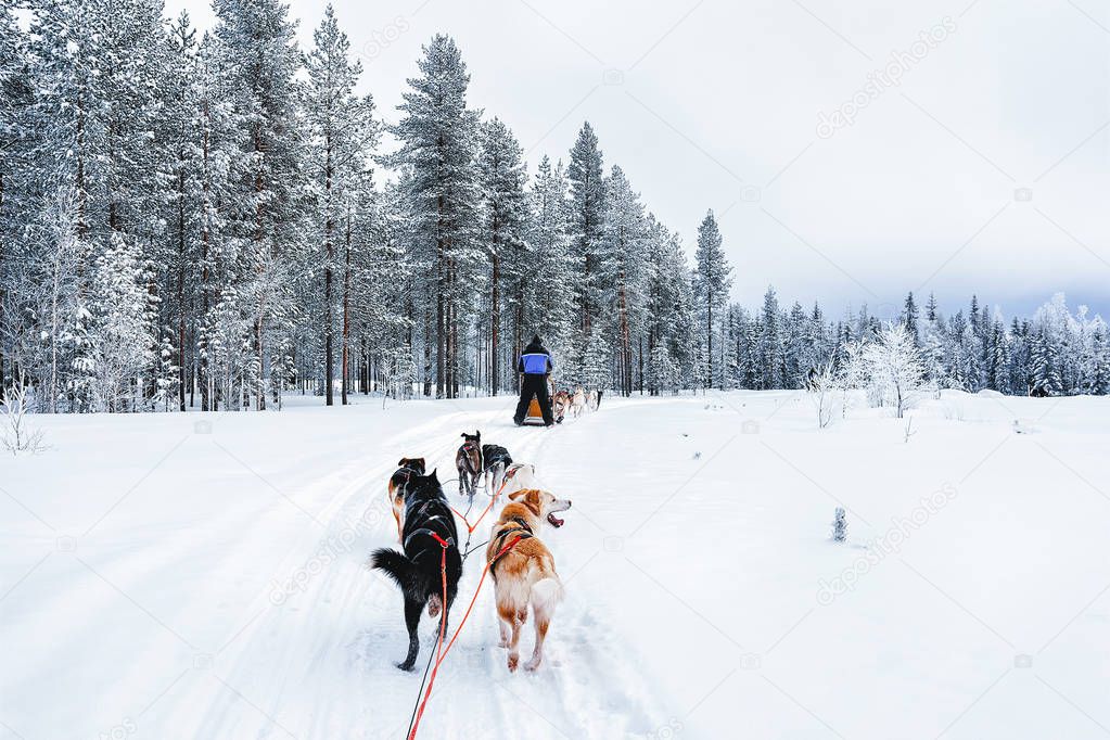 Man on Husky dog sled in Finland in Lapland in winter.