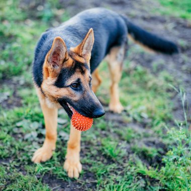 Parkta bir top ile oynayan çoban köpek