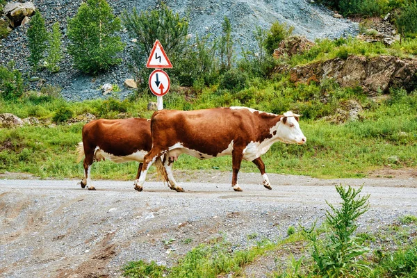 Kor Som Korsar Vägen Altai Bergen Sibirien Ryssland — Stockfoto