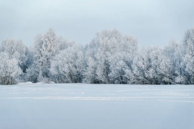Karlı kırsal kış Rovaniemi, Lapland, Finlandiya, ormanda.