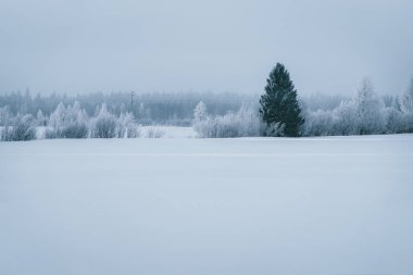 Karlı kırsal kış Rovaniemi, Lapland, Finlandiya ormanda.