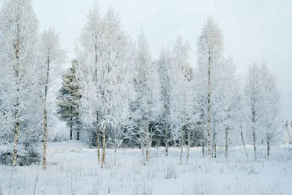 Floresta Nevada Campo Inverno Rovaniemi Lapônia Finlândia — Fotografia de Stock