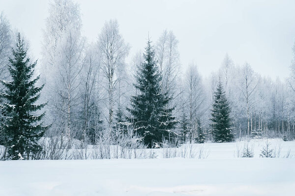 Snowy forest at the countryside in winter Rovaniemi, Lapland, Finland.