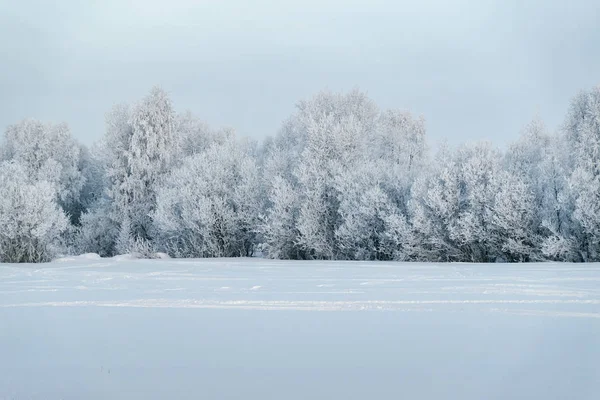 Floresta Nevada Campo Inverno Rovaniemi Lapônia Finlândia — Fotografia de Stock