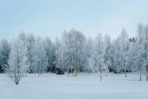 Floresta Nevada Campo Inverno Rovaniemi Lapônia Finlândia — Fotografia de Stock