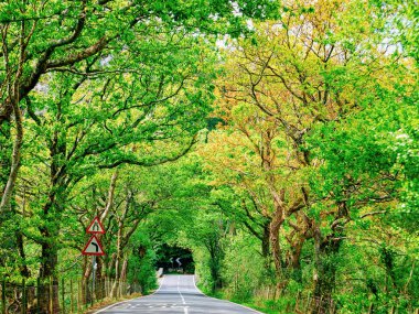 İngiltere'de Snowdonia doğal yeşil ağaç kemer ile Yol